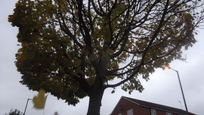 An Autumnal Tree in Leaf-fall